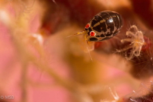 Lady Bug. by Mehmet Salih Bilal 